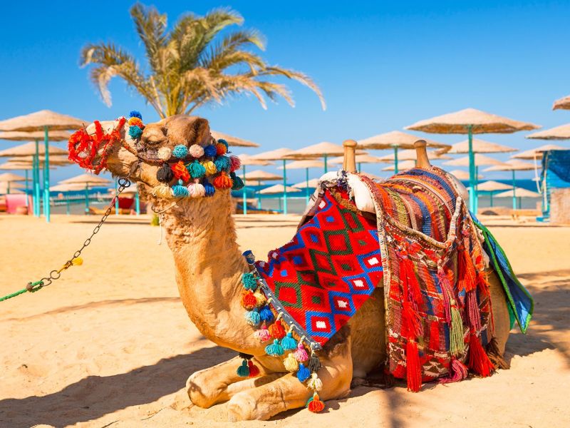 hurghada 1600 hurghada 1600
